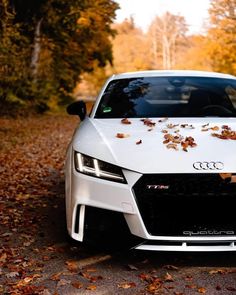 the front end of a white car with leaves on it