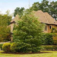 a large green tree sitting in front of a house