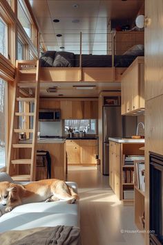 a dog laying on top of a bed in a room with bunk beds and windows