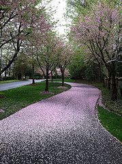 a paved road with trees lining both sides and grass on the other side that has pink flowers all over it