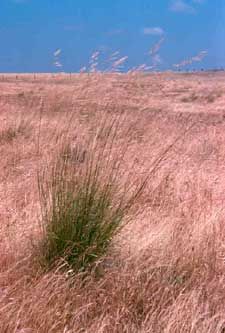 tall grass in the middle of an open field with blue sky behind it and clouds overhead