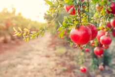 some red apples hanging from a tree in an orchard with sunlight shining through the leaves