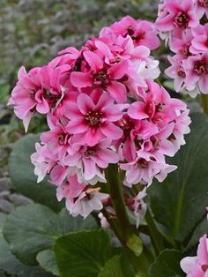 pink flowers are blooming in the garden