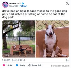 two dogs sitting on benches in front of a chain link fence, one is brown and the other is white