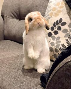 a white and brown rabbit sitting on top of a couch