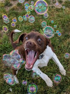 a brown and white dog laying in the grass with bubbles