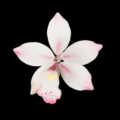 a white and pink flower on a white background