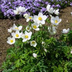 some white and purple flowers in a garden