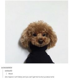 a poodle wearing a blue sweater looks up at the camera while sitting against a white wall