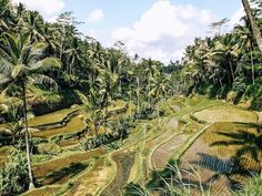 rice fields in the middle of palm trees