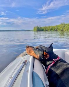 a black and brown dog sitting on top of a boat in the water next to trees