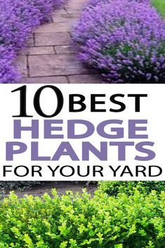 lavender plants with the words 10 best hedge plants for your yard in front of them