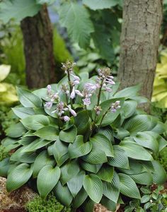 a plant that is growing out of some rocks in the grass with other plants around it