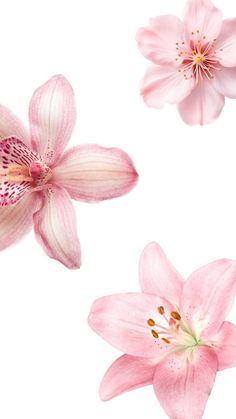 three pink flowers on a white background with one blooming and the other blossoming