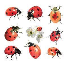 Clover Watercolor, Ladybug Watercolor, Funky Art, Lady Bug, Watercolor Clipart, Cute Pictures, Art Inspo