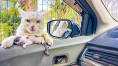 a white cat sitting on the dashboard of a car