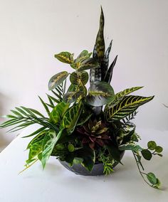 a potted plant sitting on top of a white table