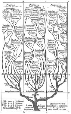 the tree of life with all its branches labeled in different languages, vintage line drawing or engraving illustration