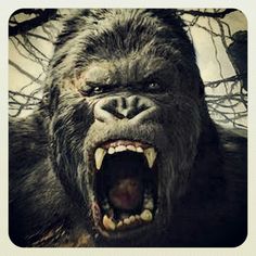 a big gorilla with its mouth open and it's teeth wide open in front of the camera