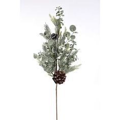 a plant with pine cones and greenery in a vase on a white background,