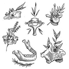 an ink drawing of different types of plants and animals, including the head of a frog