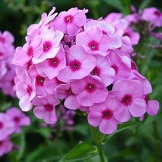 pink flowers are blooming in the garden