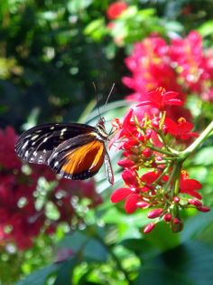 an orange and black butterfly on some red flowers