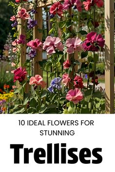 the words 10 ideal flowers for sunning trelliss