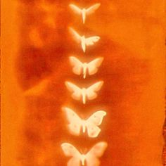 four butterflies are arranged in the shape of a line on an orange and yellow background