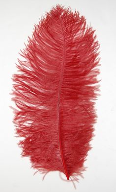 a red feather on a white background