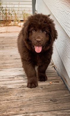 a brown dog standing on top of a wooden floor next to a white wall and door