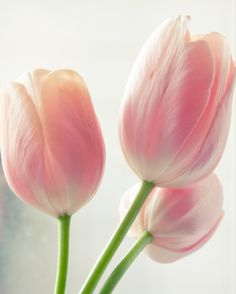 two pink tulips in a vase on a table