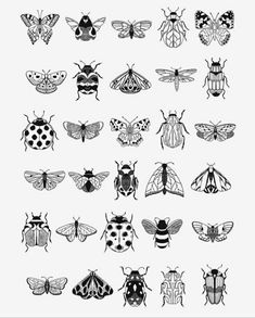 the different types of bugs and moths are shown in black and white, including one beetle