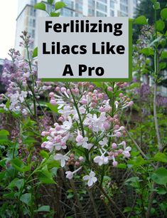 flowers with the words ferilizing lilacs like a pro in front of them