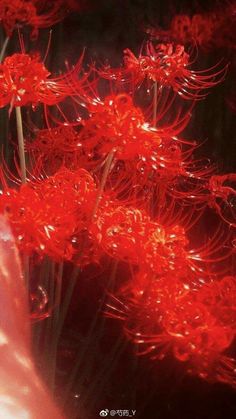 some red flowers that are in the dark