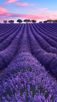 lavender field at sunset with trees in the distance