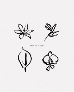 four different types of flowers on a white background