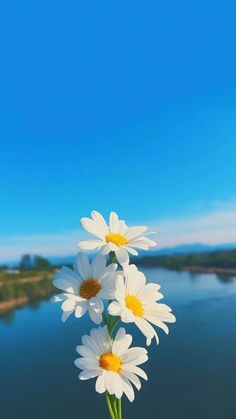 three white daisies in front of a body of water