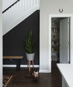 a cat sitting on the floor next to a potted plant in a living room