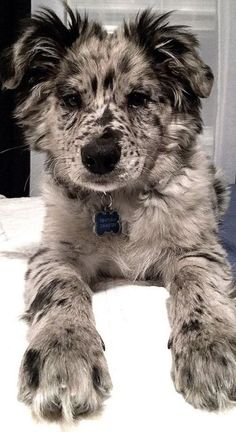 a shaggy dog laying on top of a bed