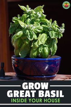 a potted basil plant sitting on top of a wooden table with the words grow great basil inside your house