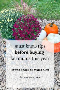 pumpkins and flowers with text overlay that says must know tips before buying fall mums this year