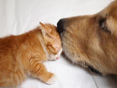 an orange and white cat laying next to a brown dog