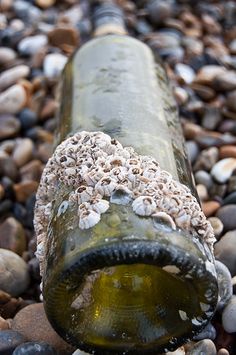 an empty wine bottle sitting on top of some rocks and gravel with sea shells all over it