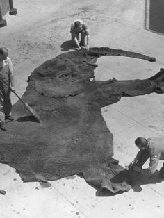 men are working on an elephant's body in the street