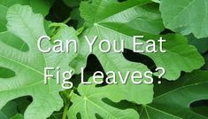 green leaves with the words can you eat fig leaves?