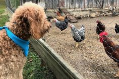 a dog looking at chickens through a fence