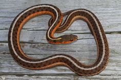 a brown and white snake with orange stripes on it's head sitting on a wooden surface