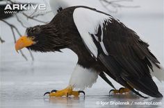 an eagle is standing on the beach with its wings spread out and it's feet in the water