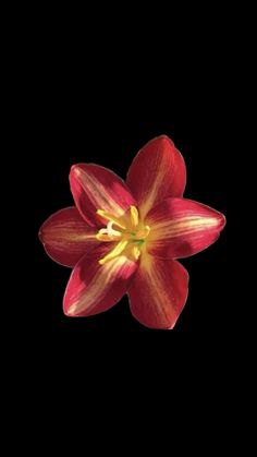 a red flower with yellow stamens in the center on a black background photo